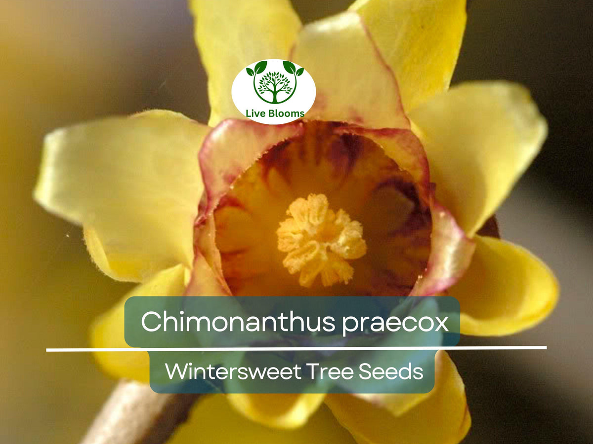 10 Seeds Chimonanthus praecox Wintersweet Tree - Fragrant Winter Blooming Ornamental Plant for Gardens and Landscaping