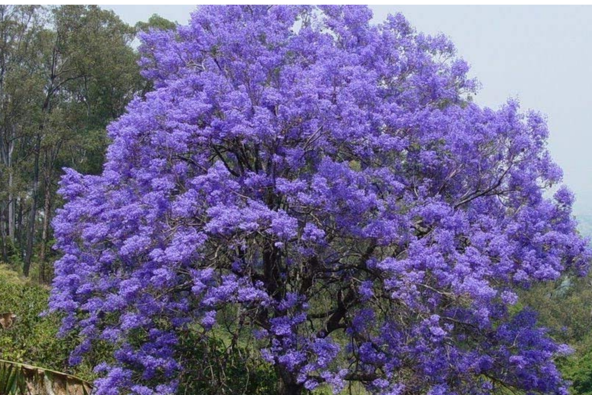 Jacaranda Starter Plant 8"-18" Exotic Purple Blooms Jacaranda Mimosifolia Tropical Garden Tree