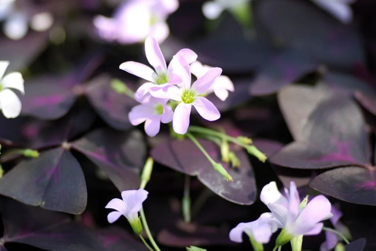 False Shamrock Live Plant 10"-20" - Purple Oxalis Triangularis with Heart-Shaped Leaves for Indoor & Garden Decor