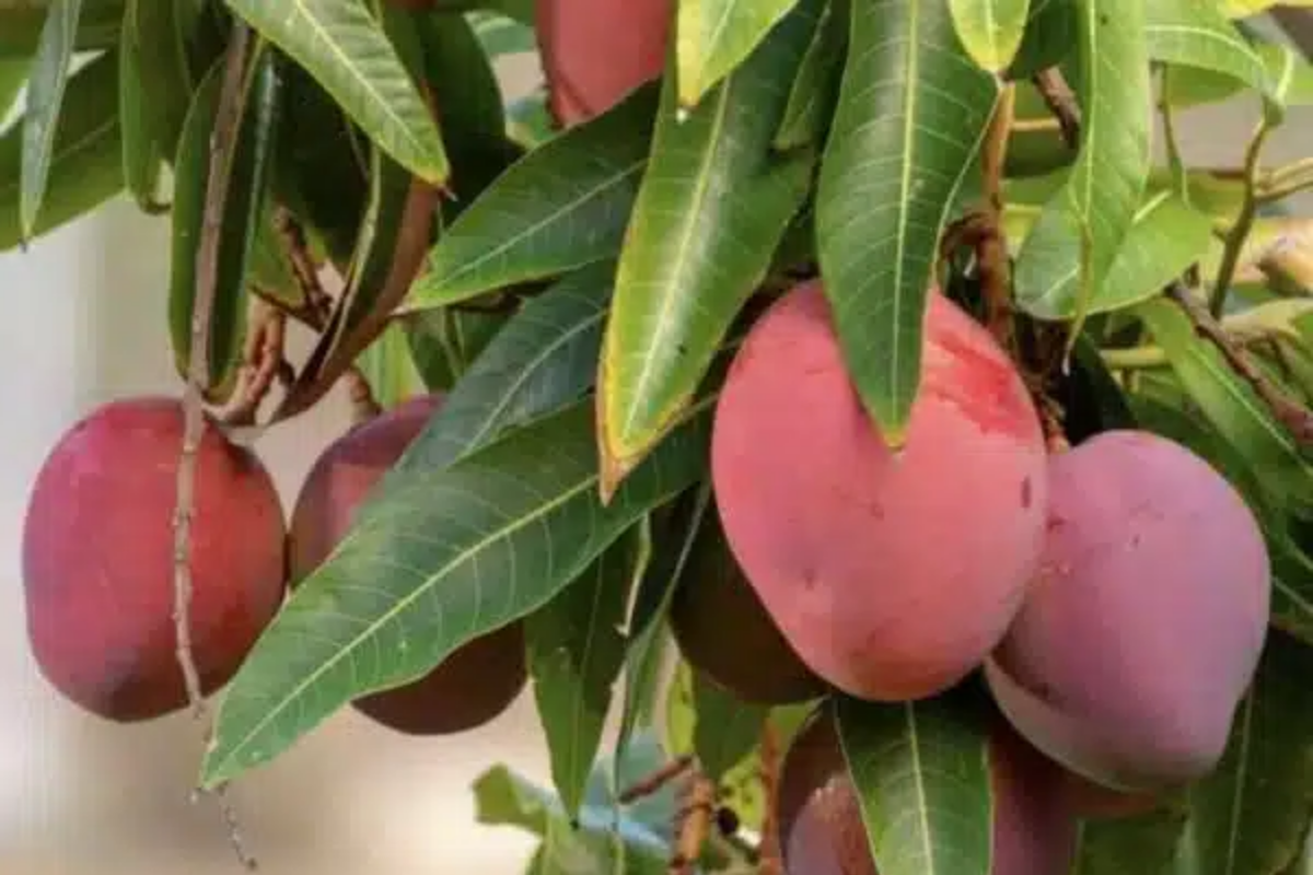 Grafted Mango Haden Tree Starter 3’-4’ - Juicy Sweet Tangy Tropical Fruit (Mangifera indica) for Gardens