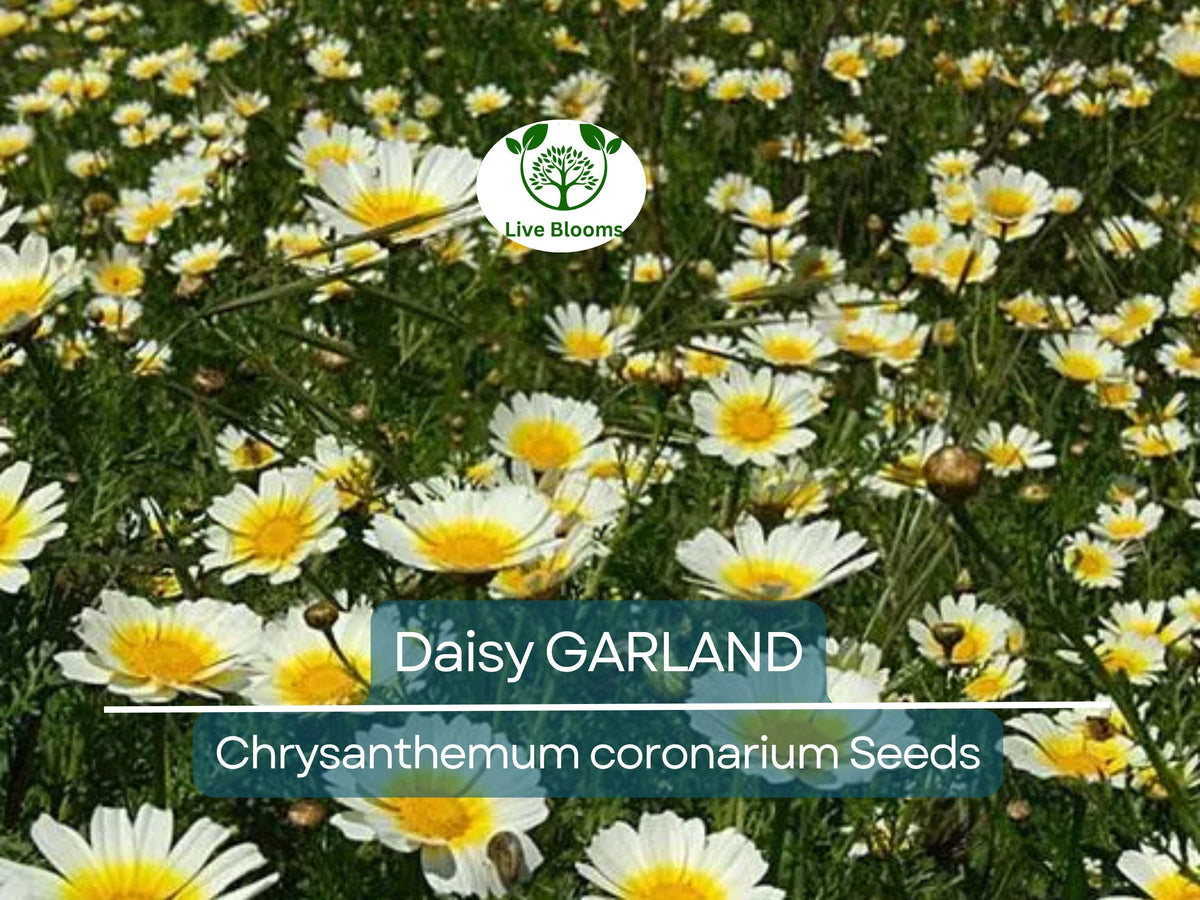 Garland Daisy Seeds - 1000 Non-GMO Edible Chrysanthemum (Glebionis coronaria) for Culinary & Ornamental Use - Shungiku
