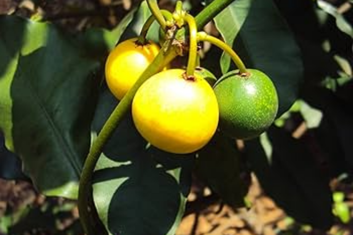 Lemon Drop Mangosteen Tree Live Starter Plant 3"-12" Garcinia intermedia Tangy Tropical Fruit for Edible Gardens