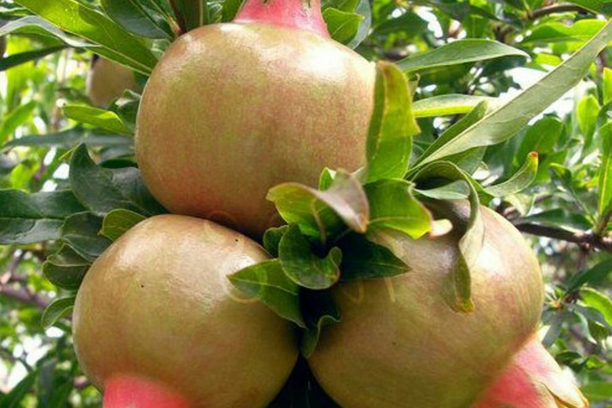 White Pomegranate Tree Live Starter Plant 12-24" | Punica granatum | Sweet Tropical Fruit | Drought-Tolerant & Low Maintenance