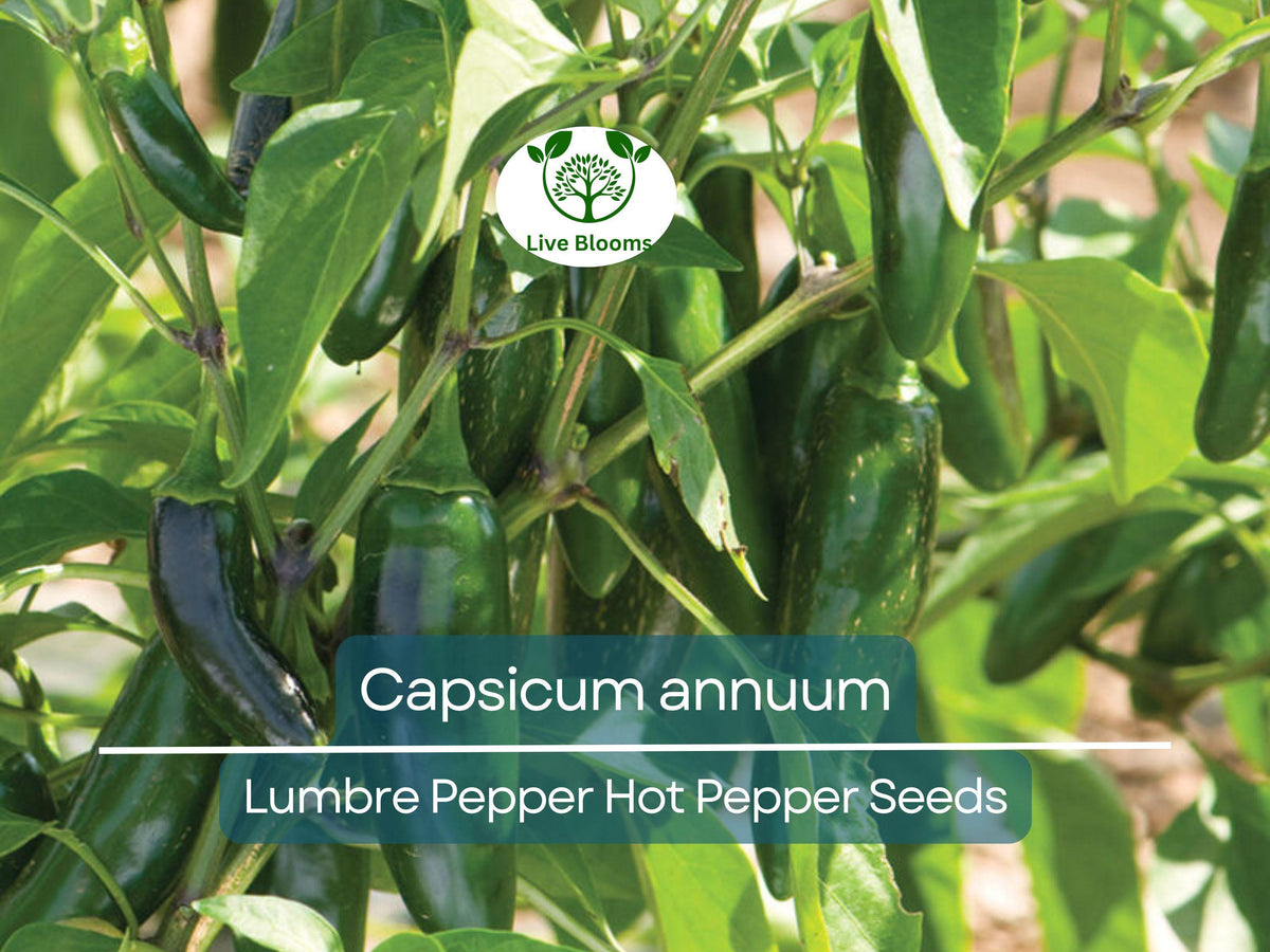 Lumbre Pepper Seeds 250 mg – Capsicum annuum | Spicy Hot Chili Variety for Planting & Bold Culinary Use