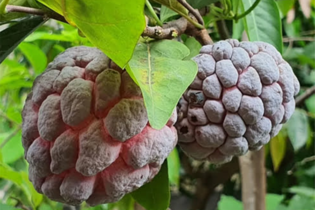 Red Sugar Apple Tree Live 3-4 ft | Annona squamosa | Tropical Fruit | Flowering Soon | Sweet Exotic Candy Fruit | USDA Zones 9-11