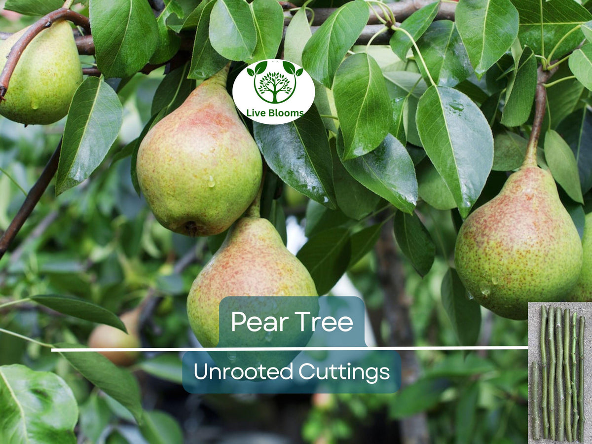 Organic Pear Tree Cuttings - 5 Unrooted Cuttings, 10" Long - Perfect for Propagation, Grow Your Own Pears, Pyrus communis