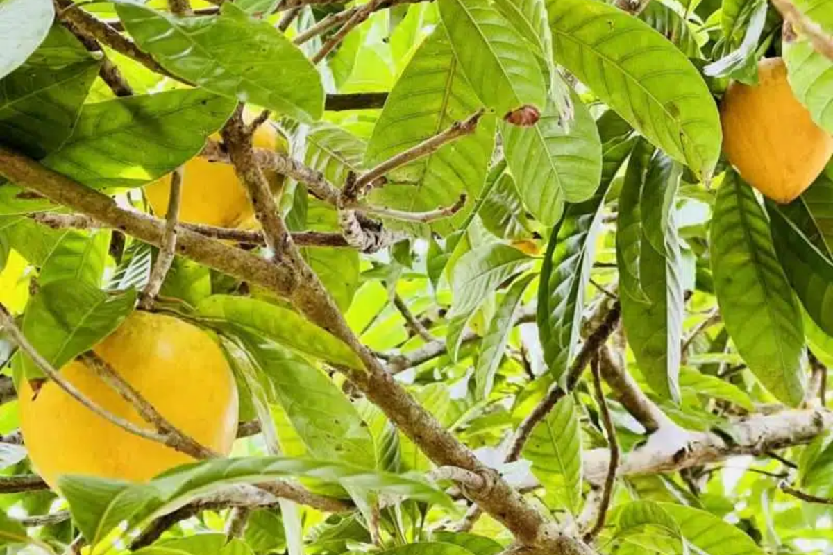 Canistel Tree 1-2 ft Tropical Fruit Plant | Sweet Custard Fruit | Pouteria campechiana | Easy Care for USDA Zones 10-11