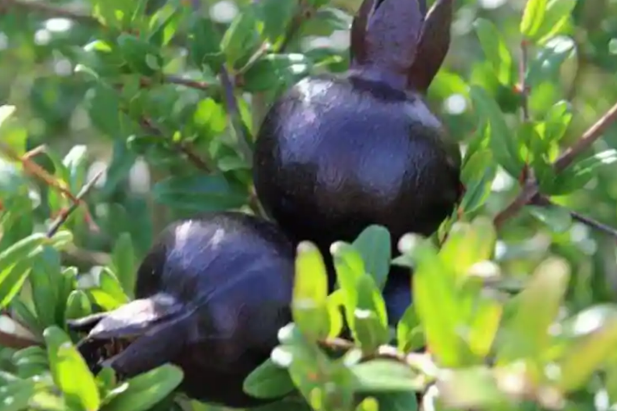 Black Pomegranate Tree Live 1-2 ft Starter Plant | Punica granatum | Easy Care Tropical Fruit Tree | Antioxidant-Rich Fruit