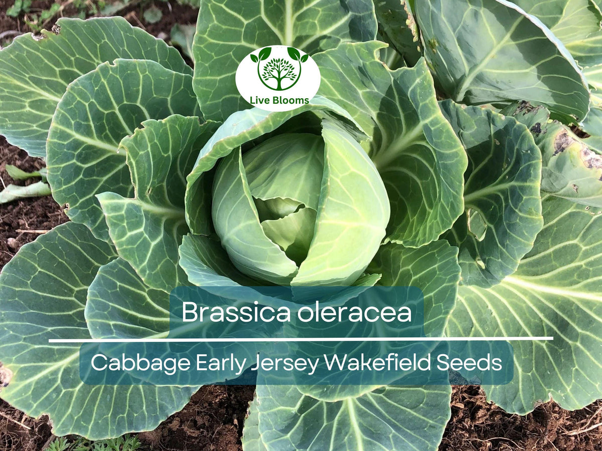 250 Seeds Cabbage Early Jersey Wakefield Heirloom Brassica oleracea - Cold-Hardy Variety for Fast Harvests and Fresh Salads