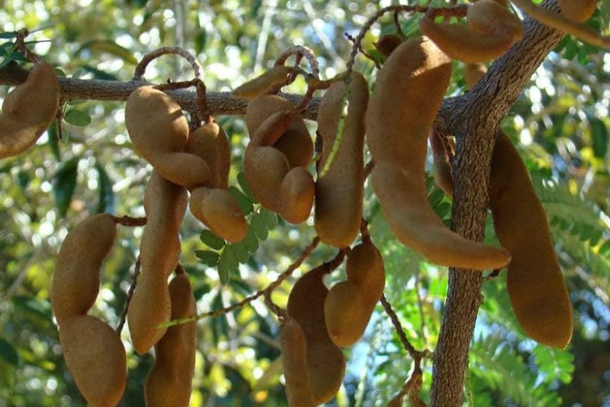 Sour Tamarind Tree Starter Plant 1-2 ft | Tamarindus Indica | Tangy Tropical Fruit | Hardy & Drought-Tolerant