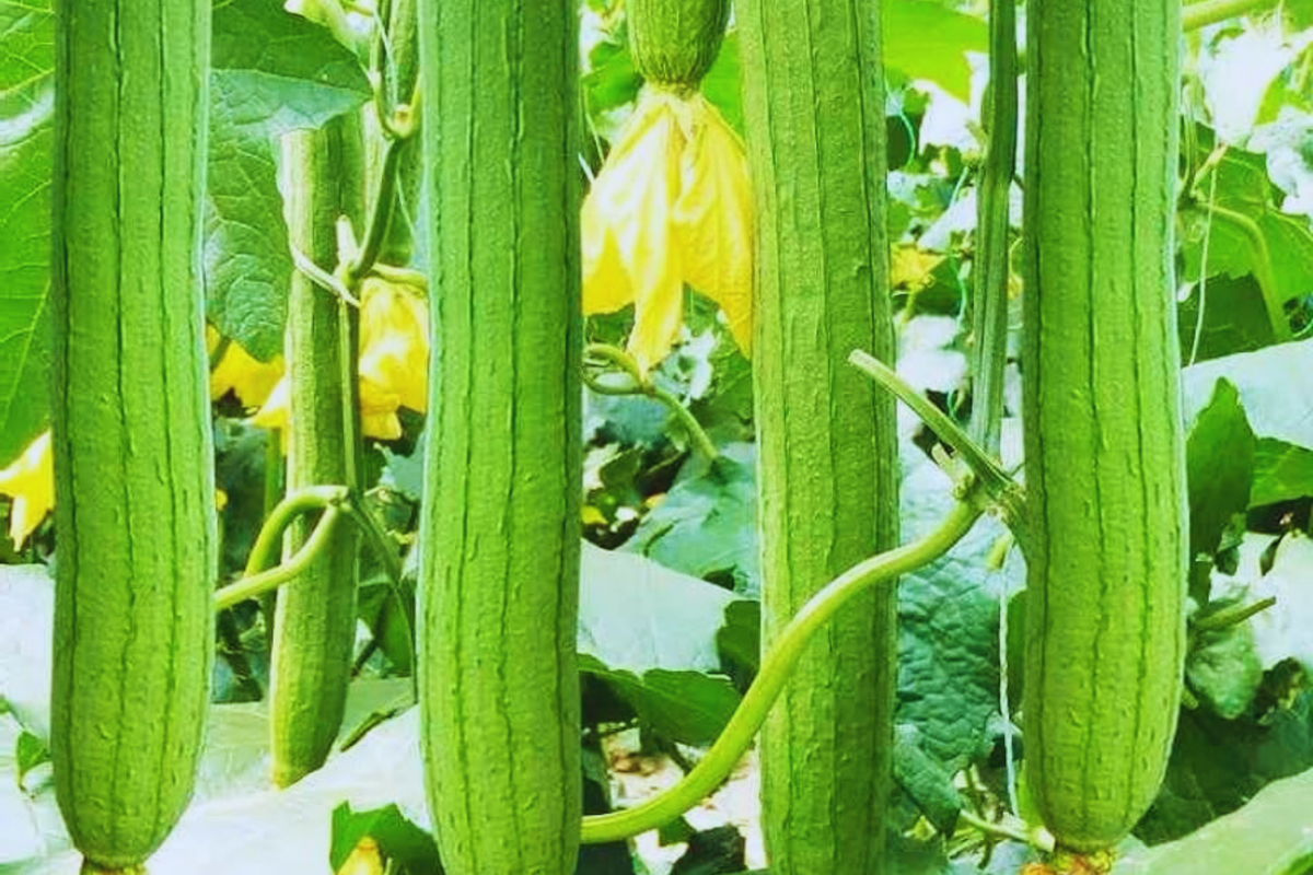 Luffa Gourd Seeds | 25+ Non-GMO Heirloom Seeds | Natural Bath Sponge | Luffa aegyptiaca