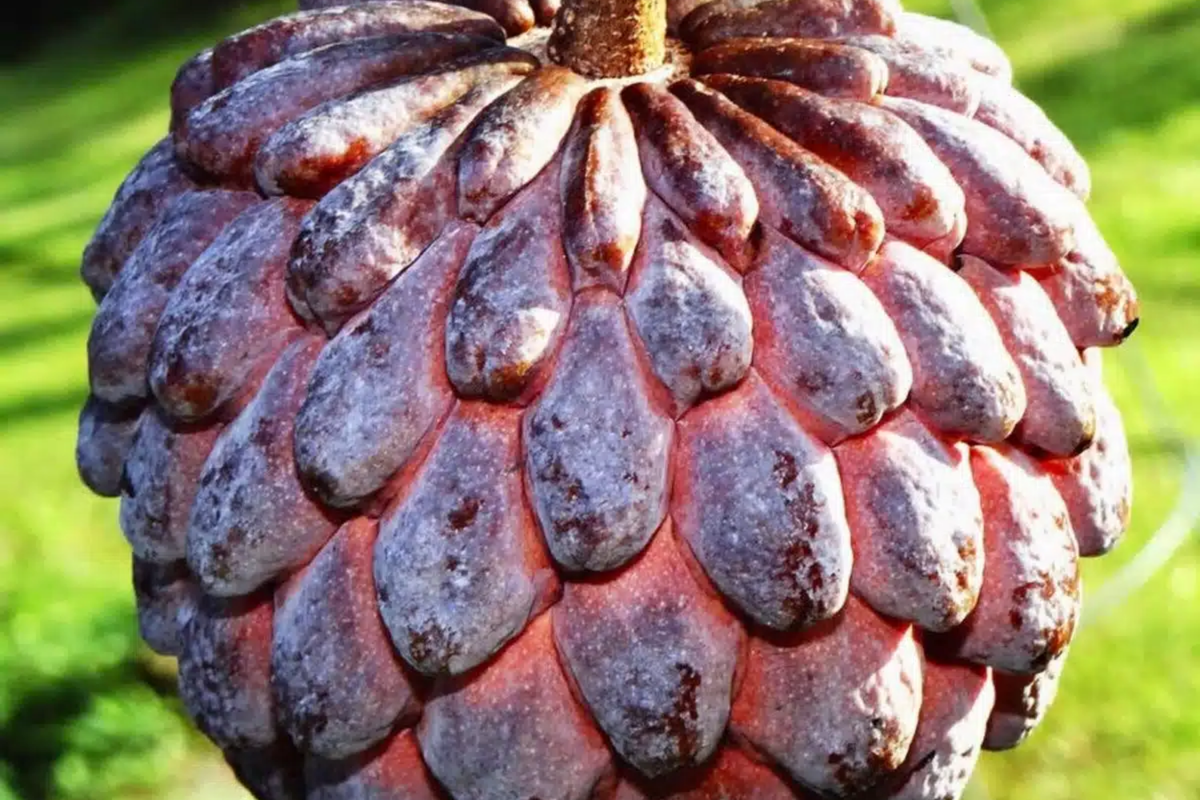 Sugar Apple Tree 12" Live Tropical Fruit Plant | Sweet Custard Apple | Annona squamosa | Ideal for Garden or Patio