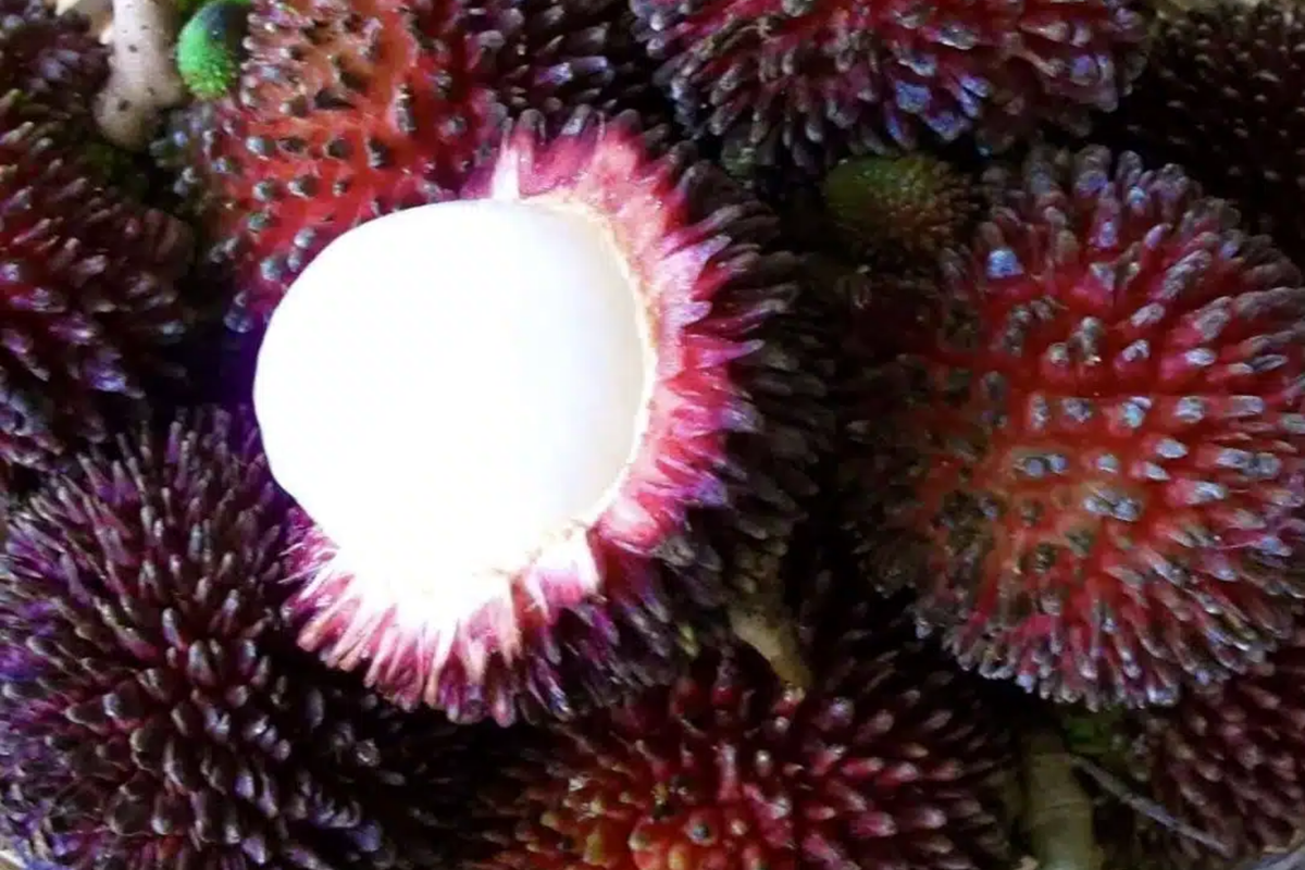 Grafted Pulasan Tree 24"-36" | Nephelium Ramboutan-Ake | Sweet Juicy Tropical Fruit | Fast Fruiting Exotic Starter Plant