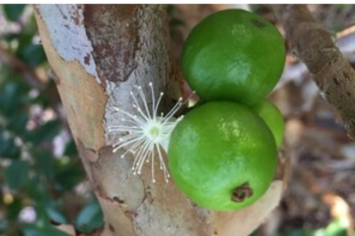 White Jaboticaba Starter Plant 8"-15" | Plinia cauliflora Tropical Fruit Tree | Unique Edible Landscape Addition