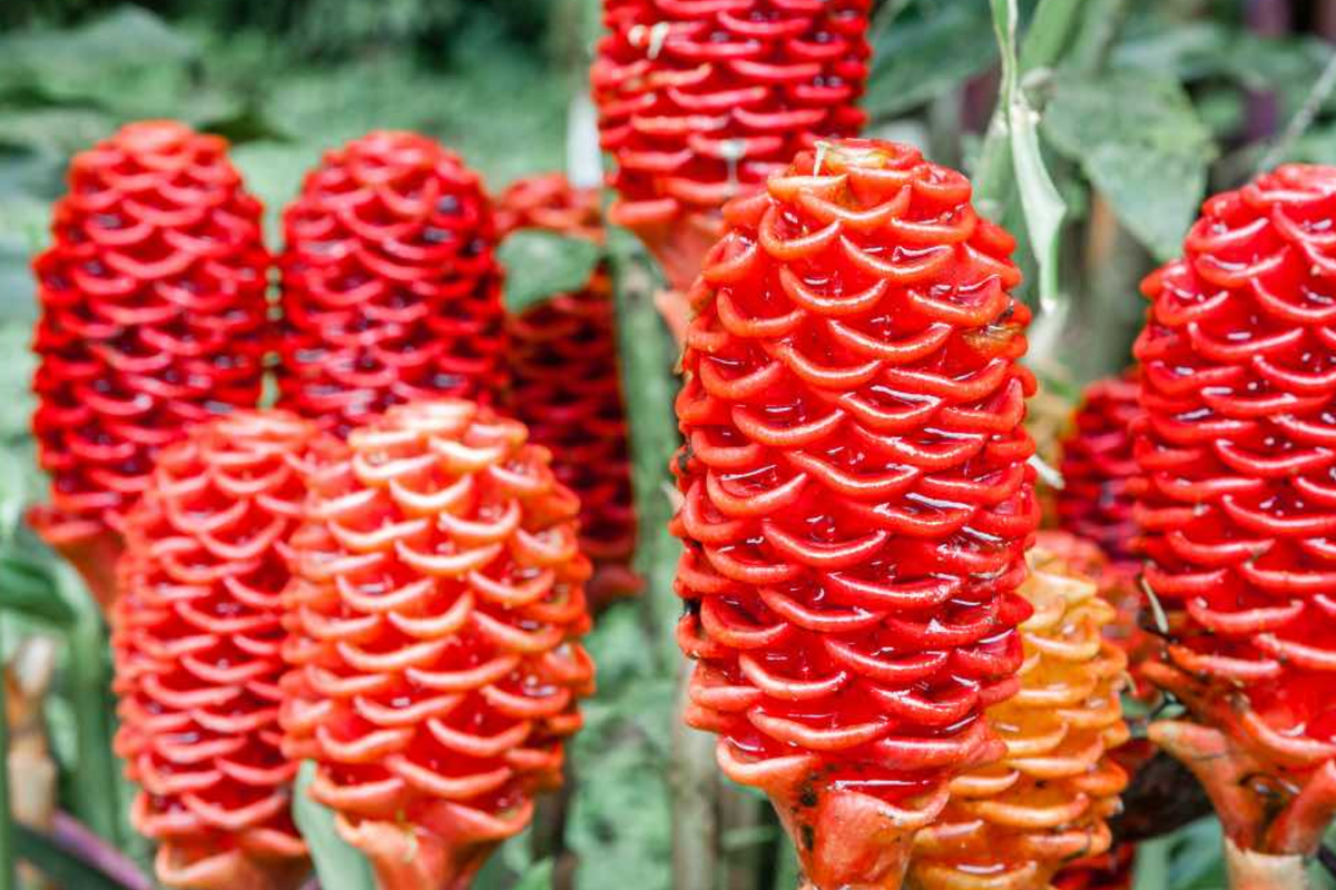 Pinecone Ginger Plant Starter | Tropical Ornamental with Vibrant Cone Flowers | Zingiber zerumbet | Pollinator Friendly