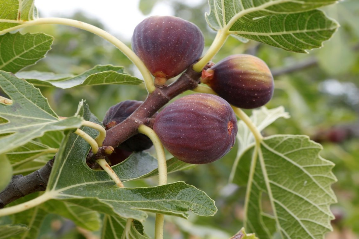 Ficus Fig Tree Starter Plant | Tropical Fruit | Ficus carica | Sweet Nutritious Figs for Gardens and Patios