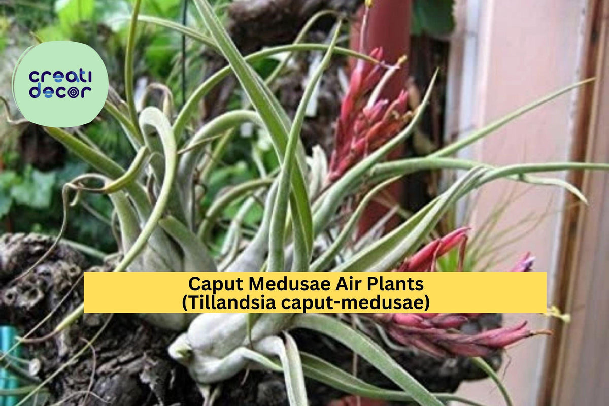 Christmas Cactus Starter Plant - Miss Shimano - Schlumbergera Truncata - Well-Rooted Indoor Cactus for Holiday Decor