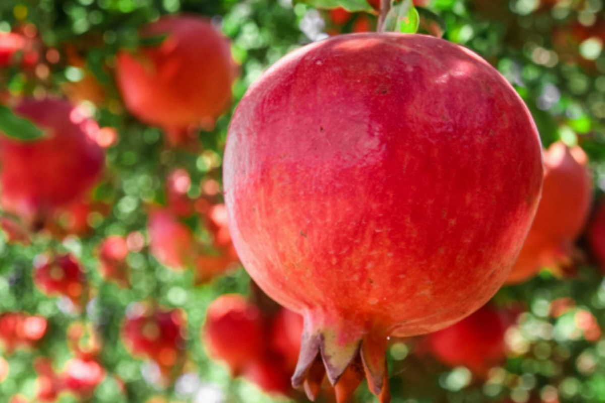 Pomegranate Tree Starter Plant 10"-24" Punica granatum | Hardy Tropical Fruit Tree for Gardens & Containers