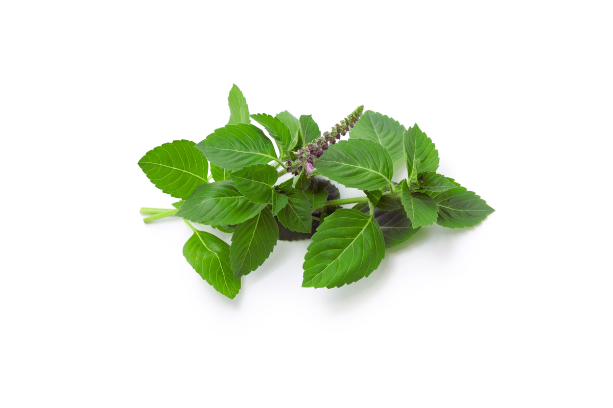 Anise Basil Seeds - 500+ Heirloom Non-GMO Seeds for Garden - Ocimum basilicum var. anisatum - Aromatic Culinary Herb