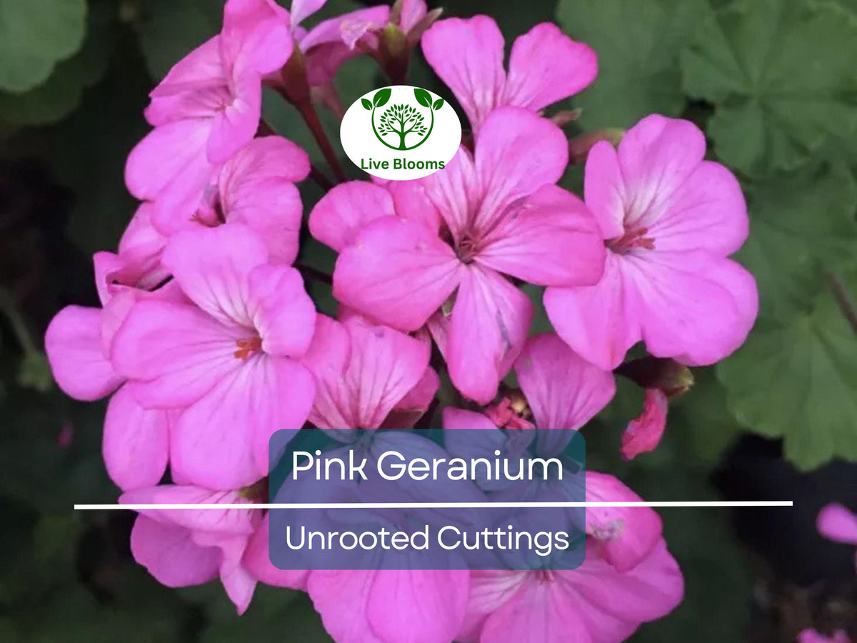 Morning Glory Seeds 100pcs Pack - Vibrant Perennial Flowers for Garden, Ipomoea purpurea