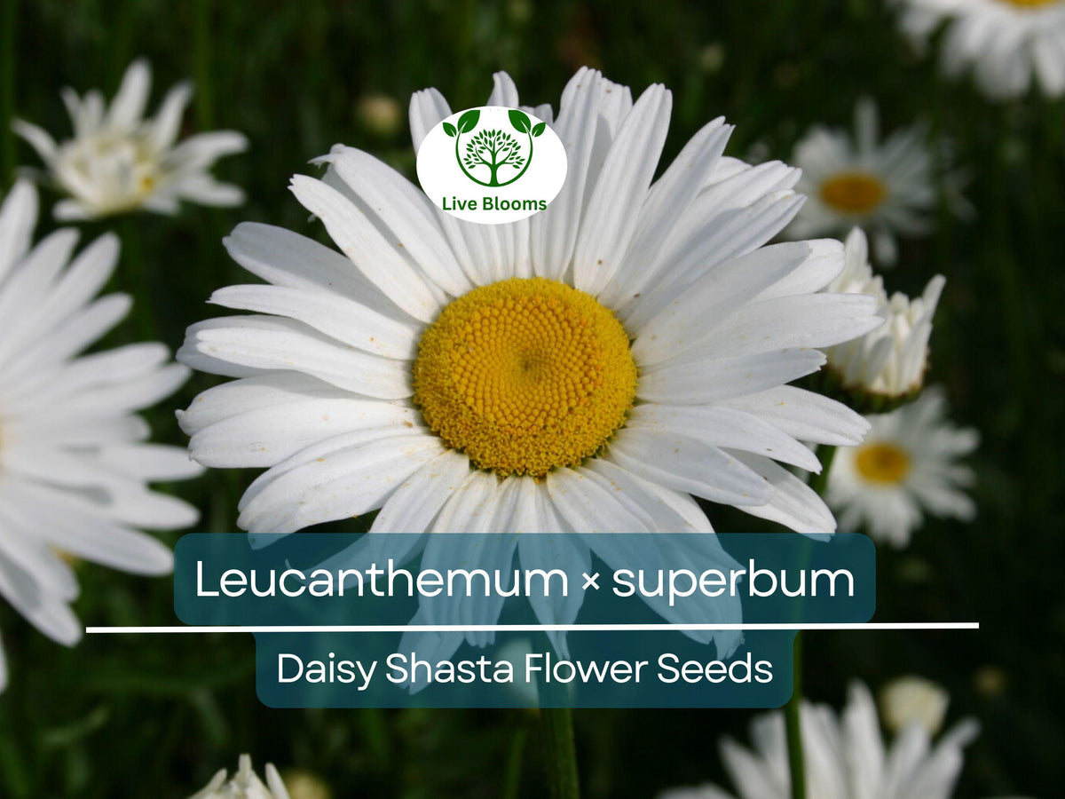 Daisy Shasta Seeds 100 Count - White Perennial Flower (Leucanthemum × superbum) - Easy to Grow, Pollinator-Friendly