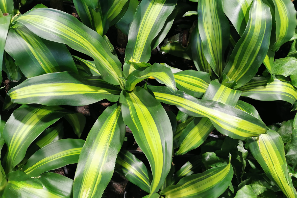 Corn Plant Cutting 6" | Easy Care Air-Purifying Houseplant | Dracaena fragrans | Tropical Indoor Greenery