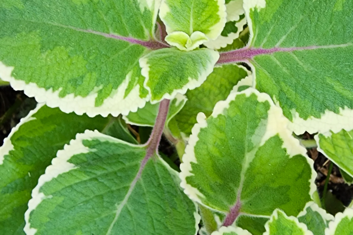 Variegated Indian Borage Starter Plant | Tropical Herb with Aromatic Foliage | Coleus amboinicus | Easy Care Culinary Herb