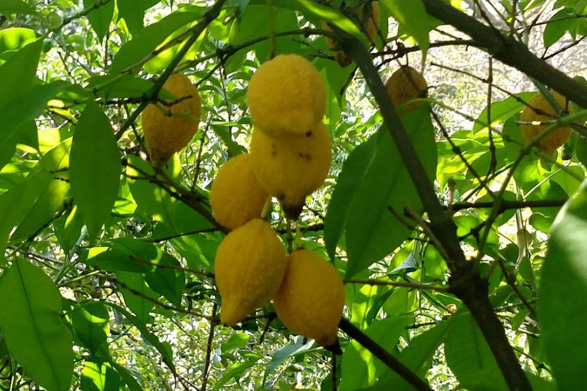 Bumpy Lemon Starter Plant | Garcinia madruno | Tropical Fruit Tree with Unique Citrus Flavor | 12"-24" Tall
