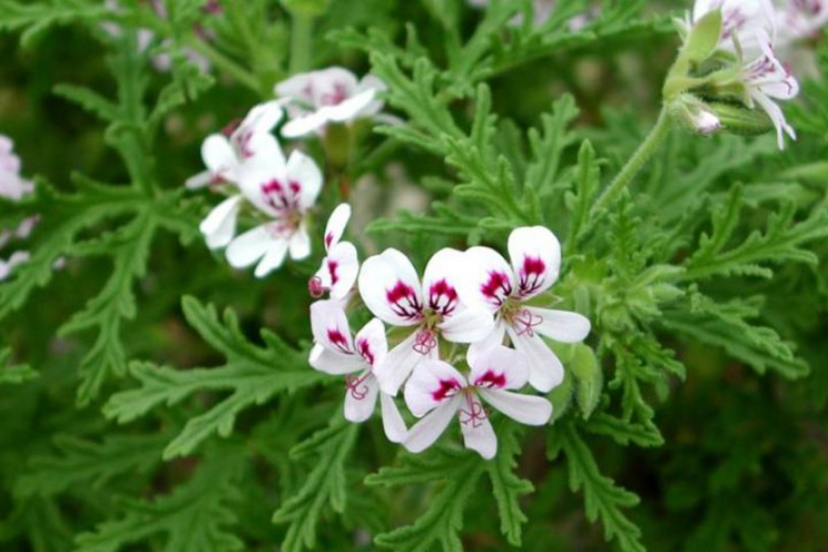 Scented Variegated Geranium Cuttings | 2 Live 6" Unrooted Pelargonium | Fragrant Easy-Care Flowering Plant | Unique Foliage