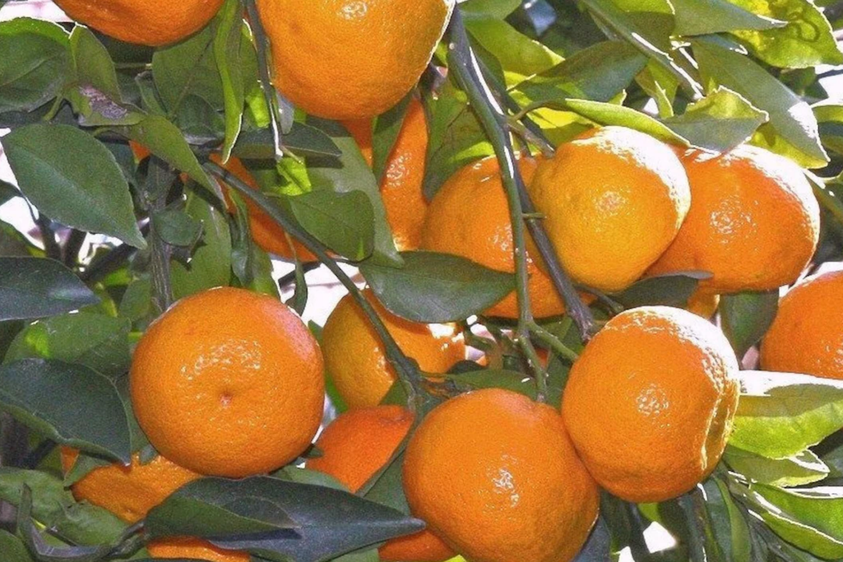 Satsuma Fruit Tree Seedling 4-10 Inch Citrus unshiu | Sweet Juicy Bare Root Orange Tree for Home Garden