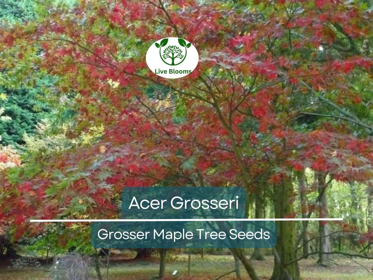 Acer Grosseri Seeds - 10 Premium Seeds for Planting - Rare Grosser Maple - Hardy Tree Ideal for Bonsai & Gardens