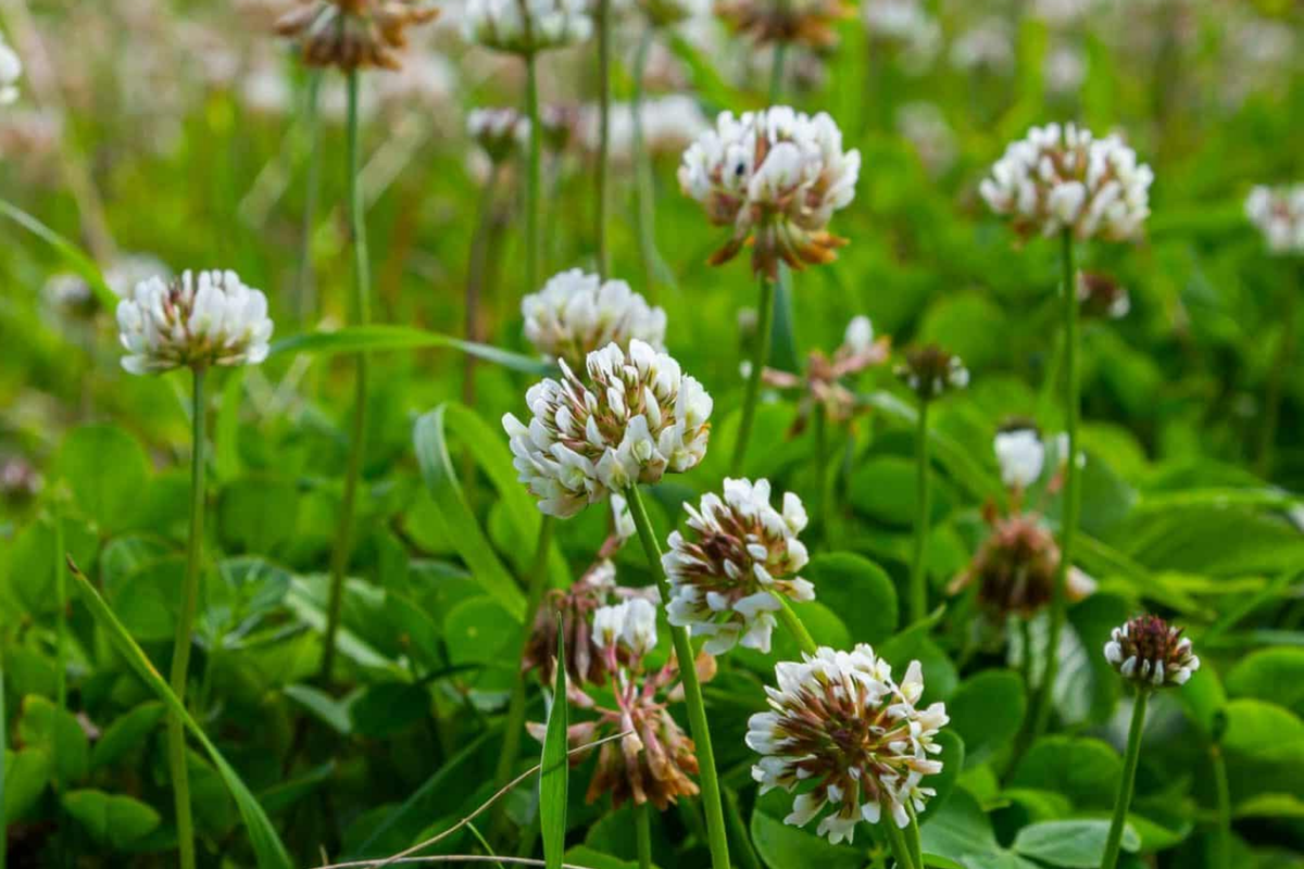 Dutch White Clover Seeds | Non-GMO Cover Crop | Heirloom Trifolium repens | Eco-Friendly Garden Seeds
