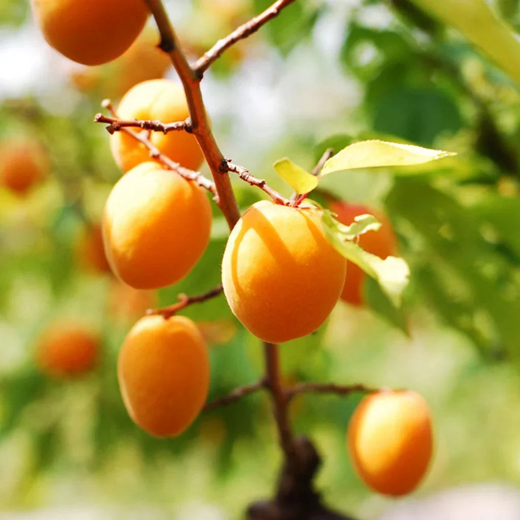 Dwarf Apricot Tree 3-4 ft. Bare Root Sweet Heirloom Moorpark Prunus armeniaca Self-Pollinating Cold Hardy Fruit Tree