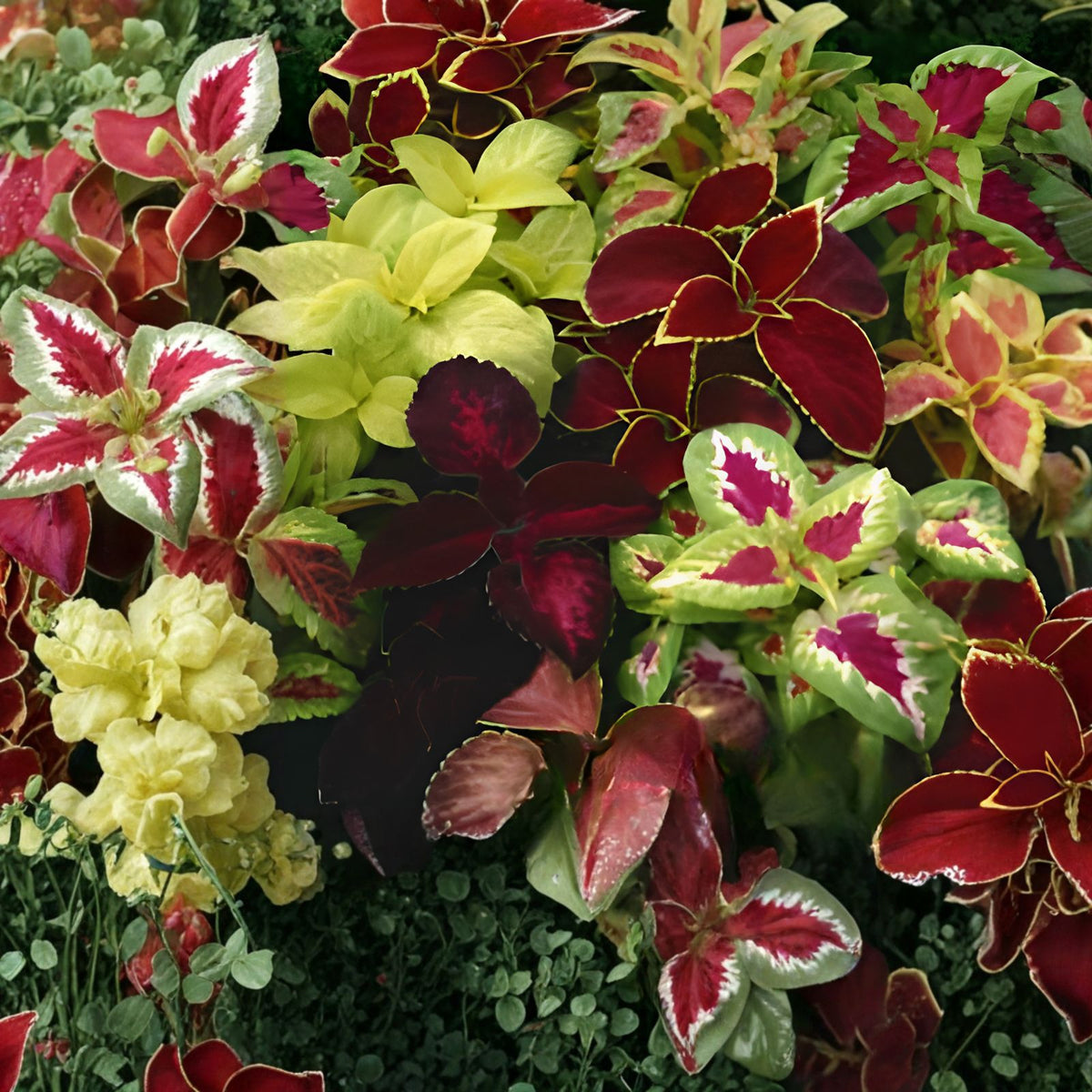 Coleus Seeds 500+ Heirloom Flower Seeds Bulk Non-GMO Annual Seeds (Solenostemon scutellarioides)
