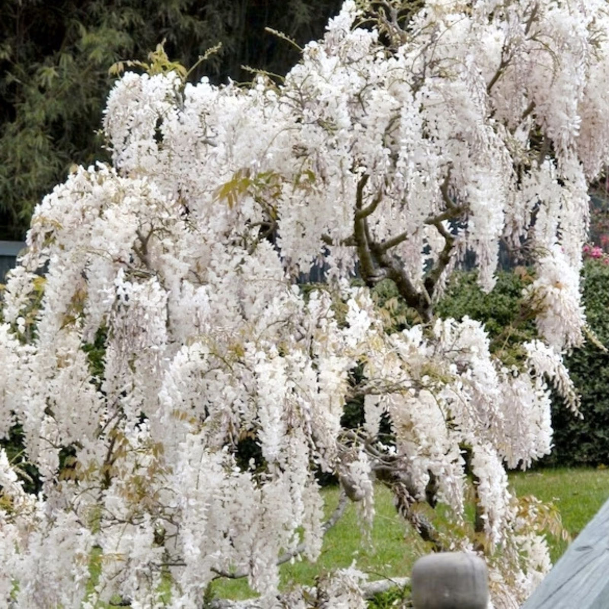White Wisteria Seeds - Floribunda Alba Climbing Flower Vine - Rare Hardy Plant - Ideal for Gardens and Landscapes
