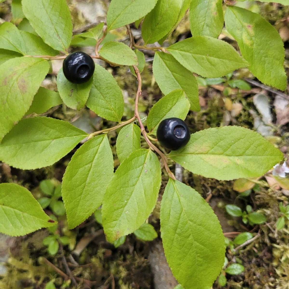 Woodland Huckleberry Seeds - 125 Non-GMO Flower Seeds - Edible Berry Plant (Vaccinium membranaceum)
