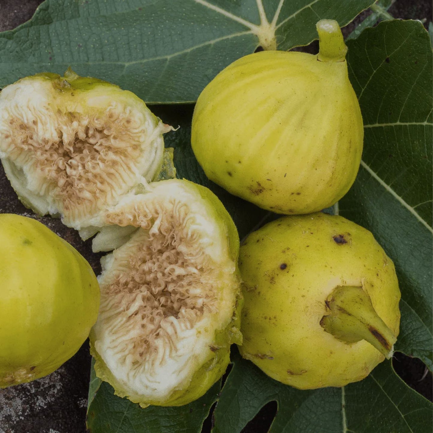 Marseilles Fig Plant - Live Root, Self-Pollinating, Perfect for Pots - Ficus carica, Zones 7-9