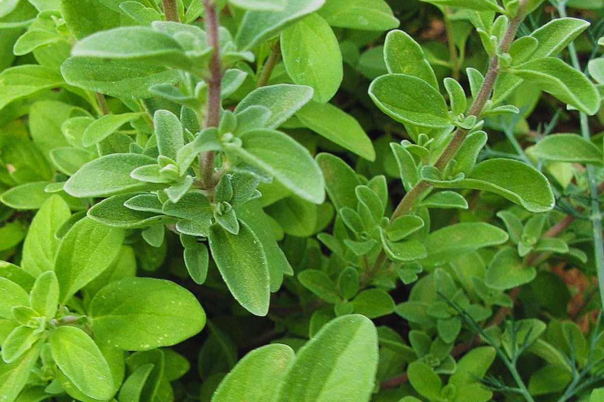 Sweet Marjoram Herb Seeds | Non-GMO Culinary Herb | Origanum majorana | 200 Seeds for Home Gardening