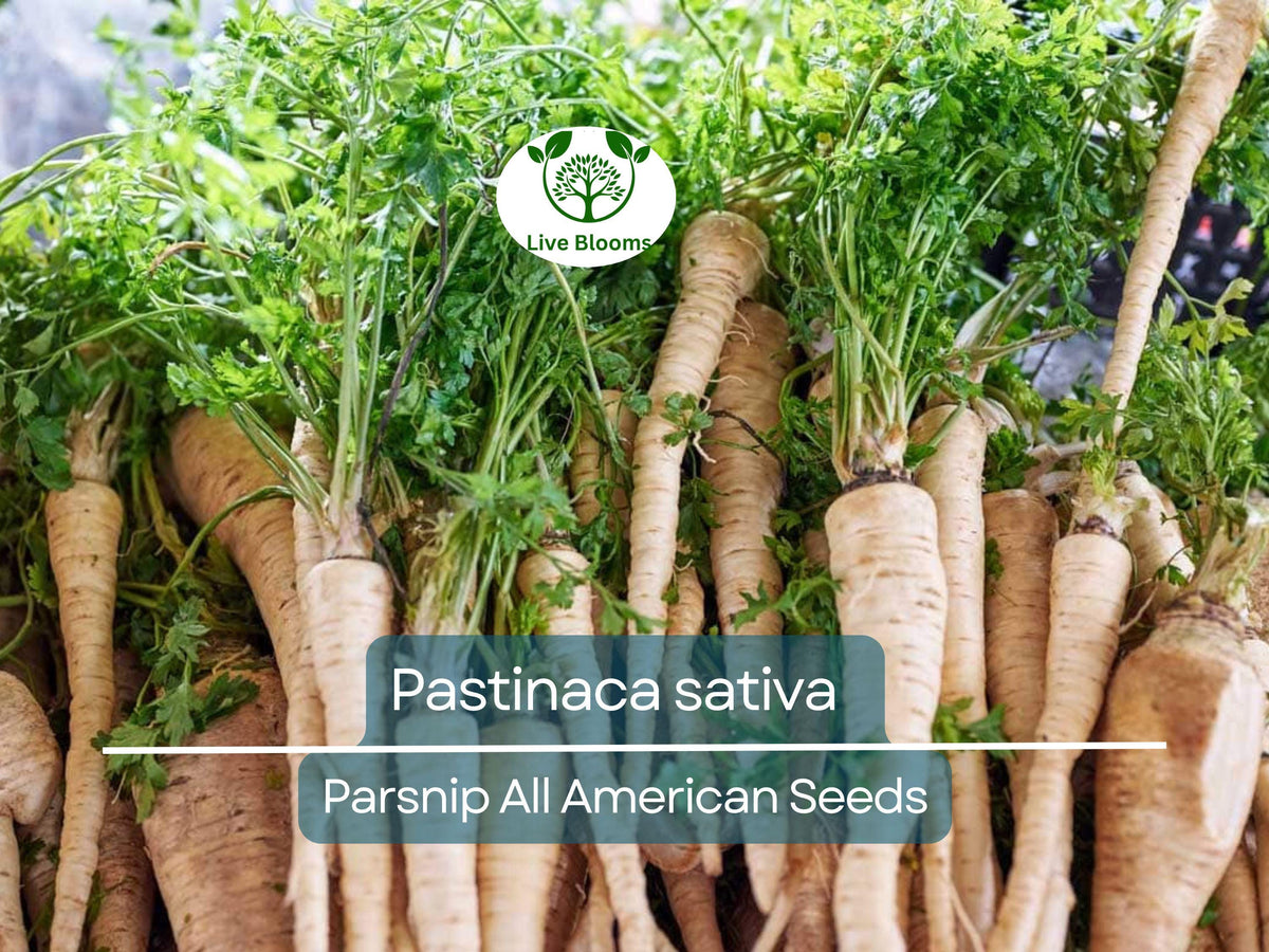 350 Seeds Parsnip All American - Sweet Nutritious Root Vegetables (Pastinaca sativa) for Home Gardens, High Yield, Easy to Grow