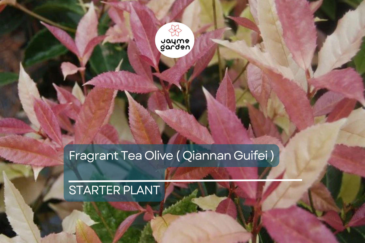 Christmas Cactus Starter Plant - Miss Shimano - Schlumbergera Truncata - Well-Rooted Indoor Cactus for Holiday Decor