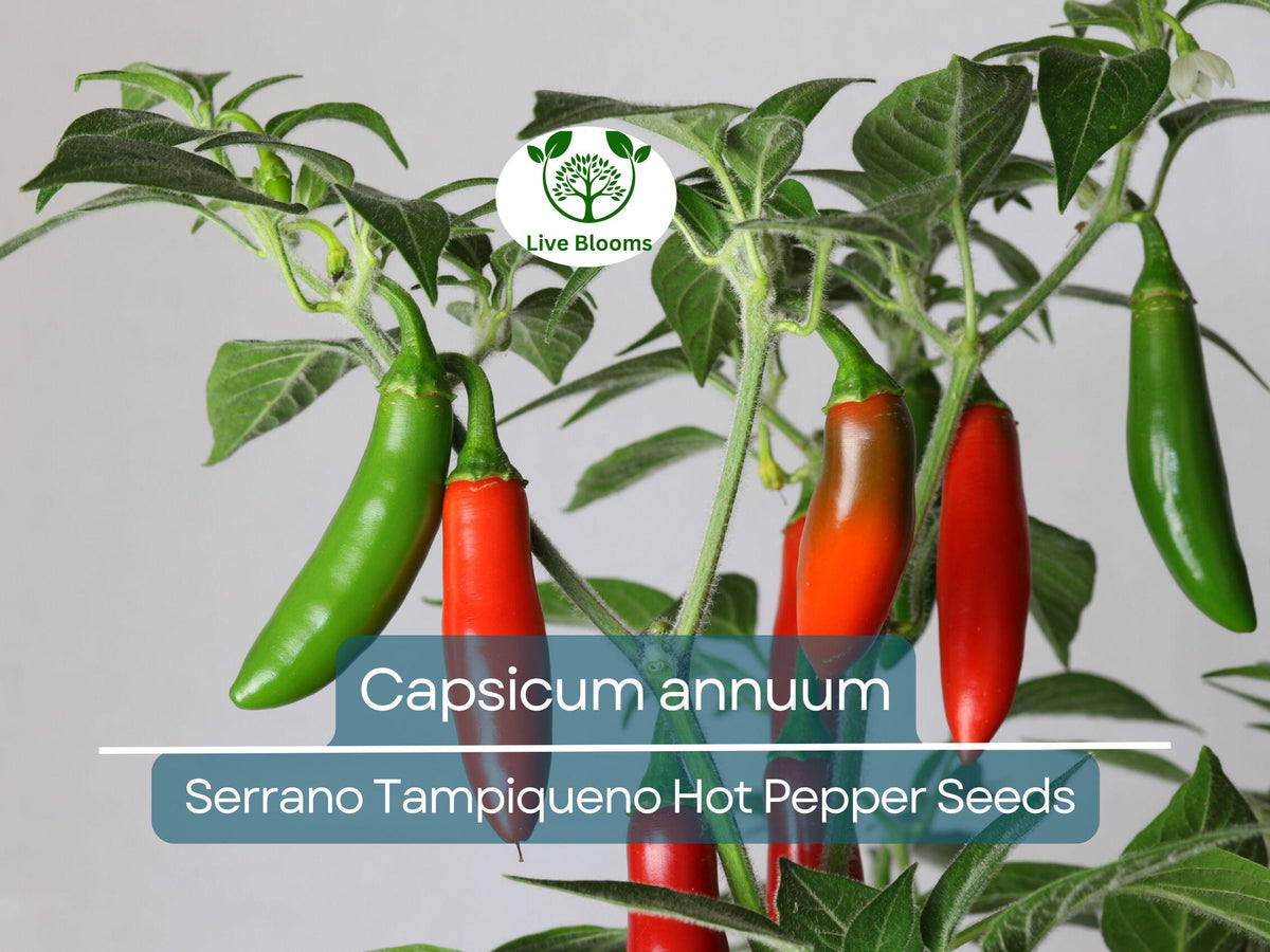 Serrano Tampiqueno Hot Pepper Seeds 250 mg | Capsicum annuum | Heirloom Spicy Gardening Seeds for Bold Flavor