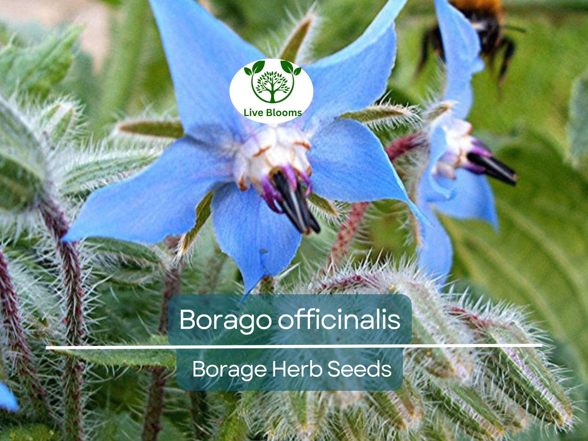 Borage Seeds 1 Gram - Borago officinalis - Edible Flowers, Pollinator Friendly, Easy Garden Herb for Planting