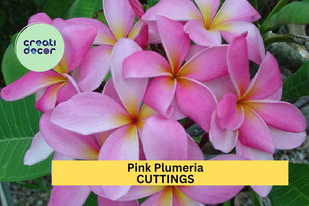 Christmas Cactus Starter Plant - Miss Shimano - Schlumbergera Truncata - Well-Rooted Indoor Cactus for Holiday Decor
