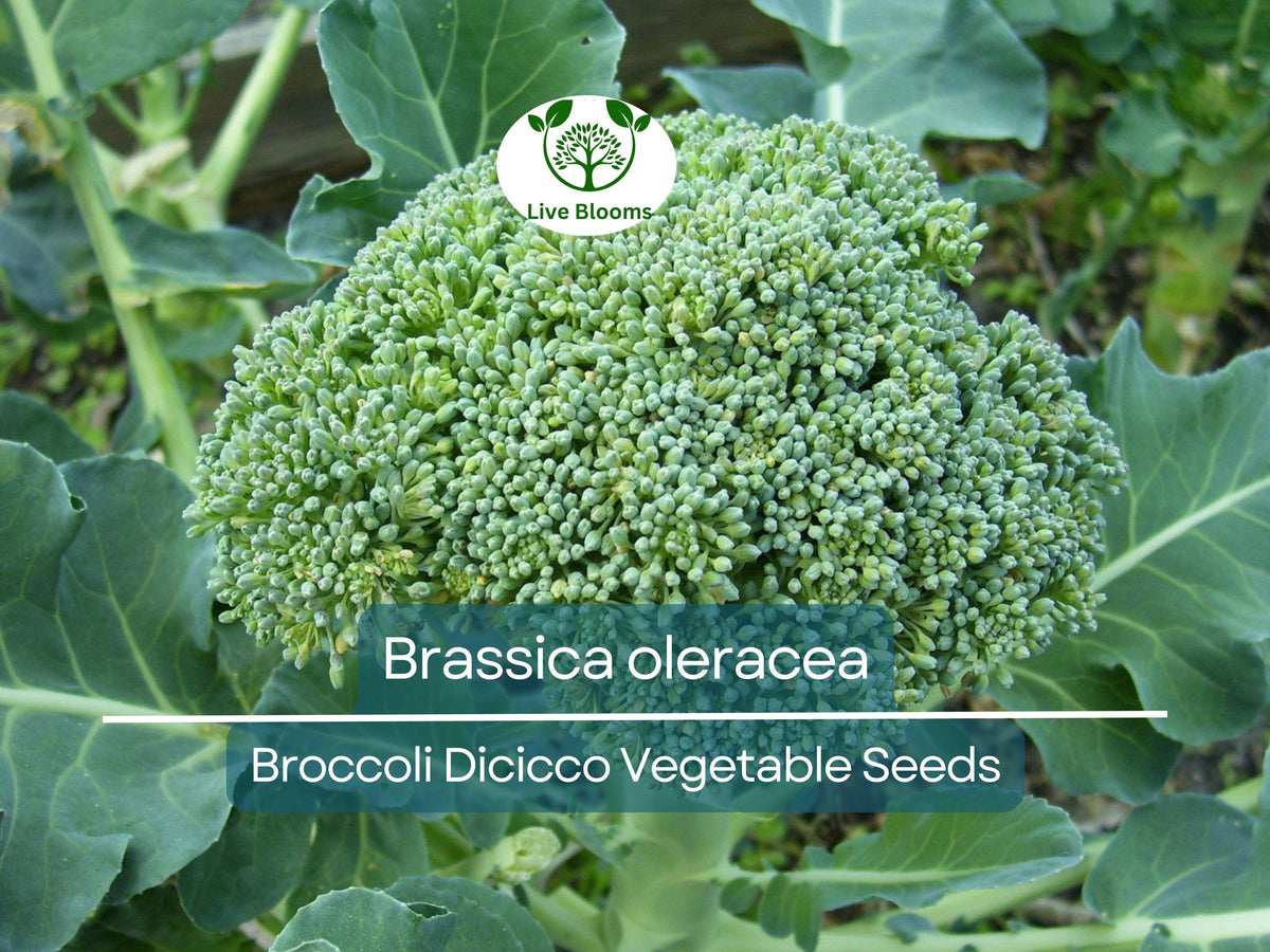 300 Seeds Broccoli Dicicco | Heirloom Vegetable Seeds for Planting | Brassica oleracea | Nutritious, Flavorful Harvests