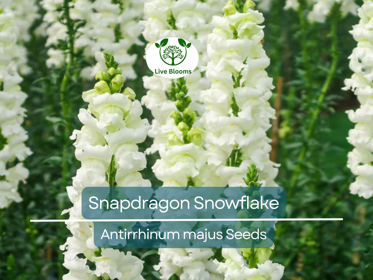 500 Seeds Snapdragon Snowflake, White Blooms, Non-GMO, Easy to Grow, Antirrhinum majus, Spring-Fall Garden Flowers