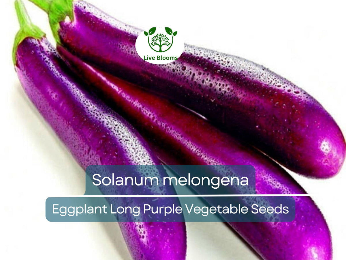 50 Seeds Eggplant Long Purple - Non-GMO Heirloom (Solanum melongena) - Slim, Easy to Grow, Perfect for Organic Gardening