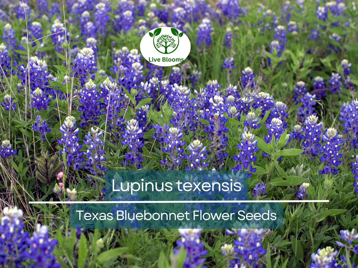 Texas Bluebonnet Seeds 1 Gram | Lupinus texensis | Iconic Blue Wildflower for Pollinator Gardens and Meadows