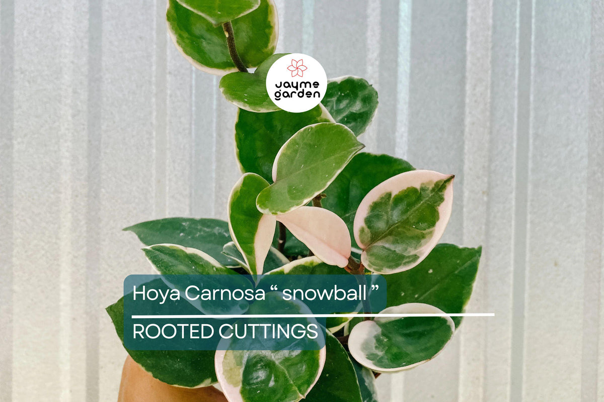 Christmas Cactus Starter Plant - Miss Shimano - Schlumbergera Truncata - Well-Rooted Indoor Cactus for Holiday Decor