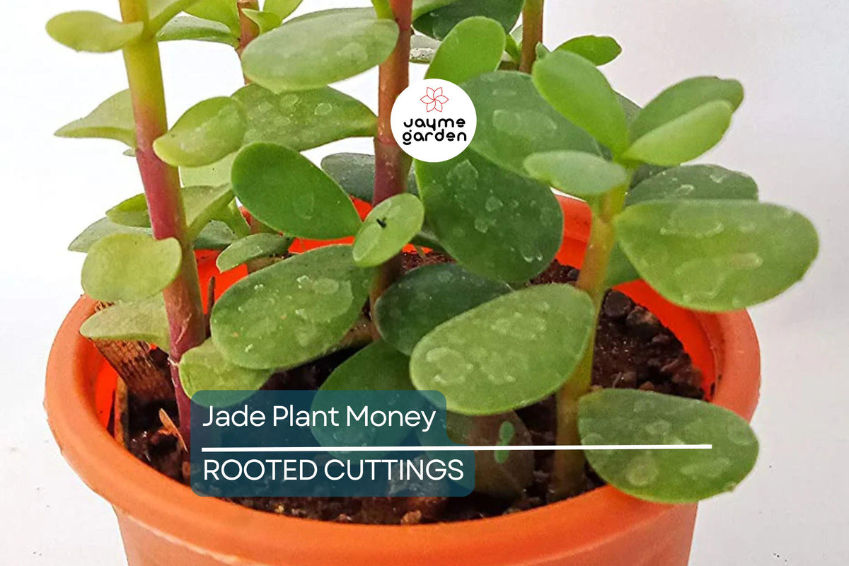 Christmas Cactus Starter Plant - Miss Shimano - Schlumbergera Truncata - Well-Rooted Indoor Cactus for Holiday Decor