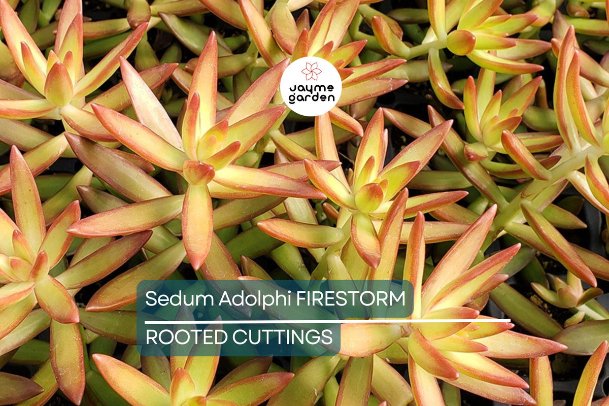 Christmas Cactus Starter Plant - Miss Shimano - Schlumbergera Truncata - Well-Rooted Indoor Cactus for Holiday Decor